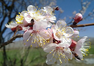 Apple Blossom Beauties in Iran 